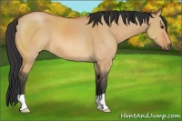 Horse Color:Bay Dun
