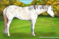 Horse Color:White Spotted Buckskin Dun Splash Appaloosa
