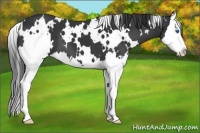 Horse Color:White Spotted Black Splash