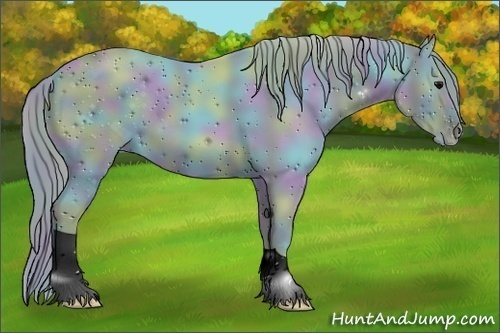 Horse Color:ERROR: UNKNOWN ANOMALY