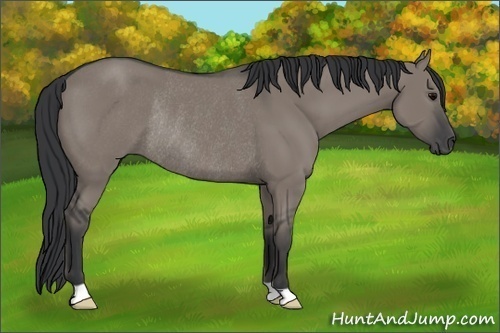 Horse Color:Grullo Rabicano 