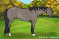 Horse Color:Grullo Rabicano 