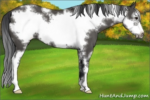 Horse Color:White Spotted Black Sabino Frame 