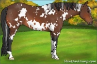 Horse Color:White Spotted Bay