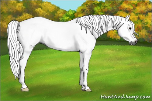 Horse Color:Gray Silver Bay Sabino 