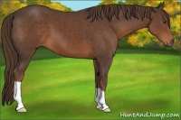 Horse Color:Liver Chestnut 