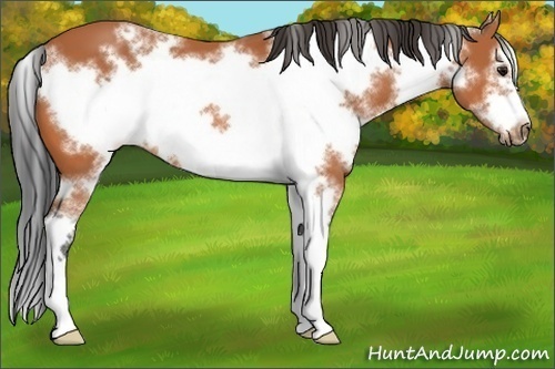 Horse Color:White Spotted Bay Sabino Frame