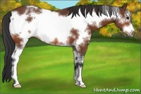 Horse Color:White Spotted Bay Sabino Frame