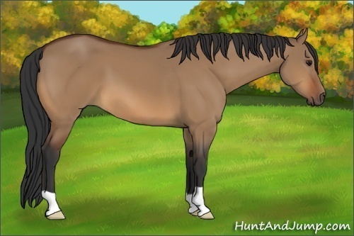 Horse Color:Bay Dun 