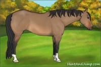 Horse Color:Bay Dun