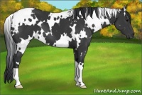 Horse Color:White Spotted Black