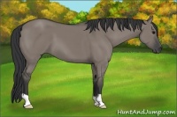 Horse Color:Grullo