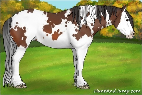 Horse Color:White Spotted Bay Splash 