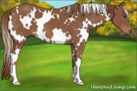 Horse Color:White Spotted Chestnut 