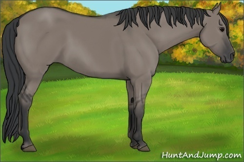 Horse Color:Grullo
