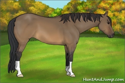 Horse Color:Brown Dun 