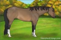 Horse Color:Brown Dun