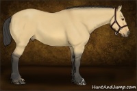 Horse Color:Buckskin Dun 