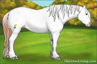 Horse Color:Buckskin Onyx Appaloosa 