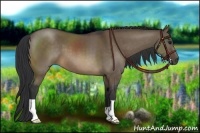 Horse Color:Brown Dun 