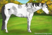 Horse Color:Blue Ice Roan Splash Tobiano
