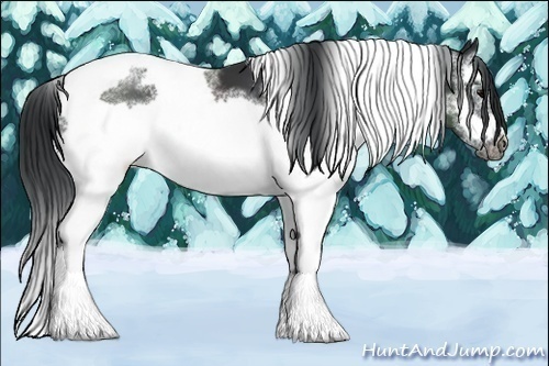 Horse Color:White Spotted Black Tobiano Frame 