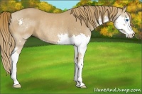 Horse Color:Chestnut Splash Rabicano 