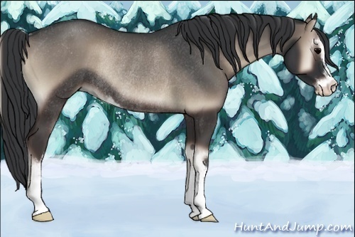 Horse Color:Blue Onyx Sabino Rabicano 
