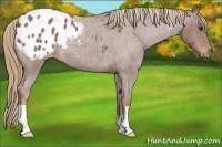 Horse Color:Red Roan Appaloosa 