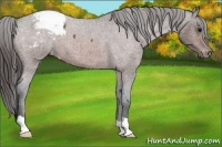 Horse Color:Bay Roan Appaloosa
