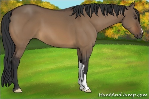 Horse Color:Bay Dun 