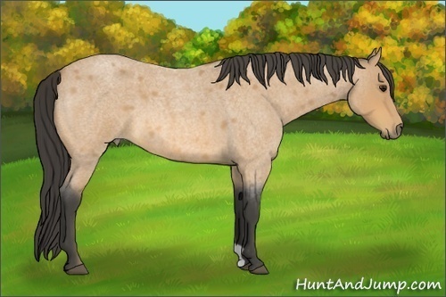 Horse Color:Buckskin Roan 