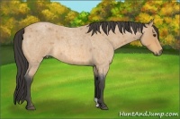 Horse Color:Buckskin Roan 