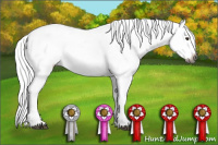 Horse Color:Gray Red Dun Appaloosa 