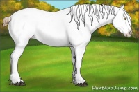 Horse Color:White Spotted Liver Chestnut Pearl Sabino Appaloosa 