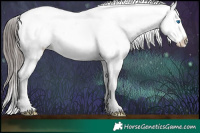 Horse Color:White Spotted Black Splash Appaloosa 
