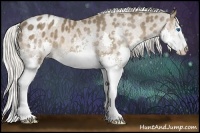 Horse Color:White Spotted Silver Black Splash Appaloosa 