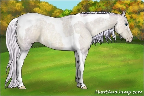 Horse Color:Watercolor Silver Classic Champagne Ice Pearl Tobiano Rabicano