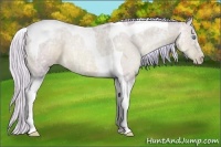 Horse Color:Watercolor Silver Classic Champagne Ice Pearl Tobiano Rabicano