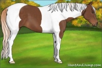 Horse Color:Chestnut Tobiano Frame