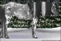 Horse Color:White Spotted Black Ice 