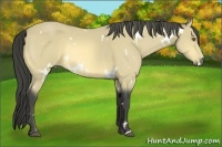 Horse Color:White Spotted Buckskin
