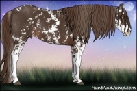 Horse Color:Liver Chestnut Sabino