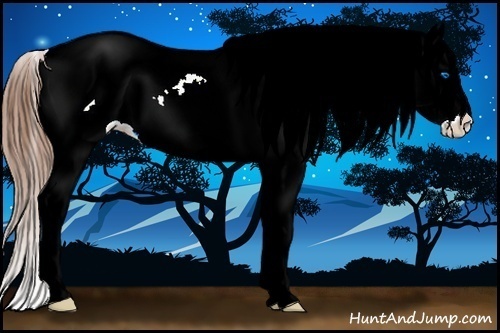 Horse Color:Chestnut Ice Sabino Splash Appaloosa 