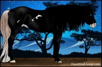 Horse Color:Chestnut Ice Sabino Splash Appaloosa