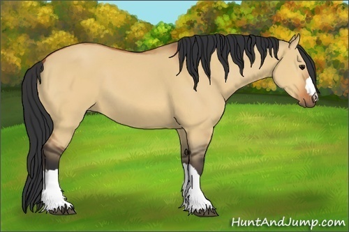 Horse Color:Bay Dun 