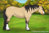 Horse Color:Bay Dun 