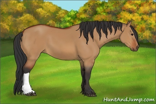Horse Color:Bay Dun