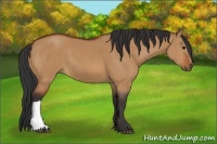 Horse Color:Bay Dun