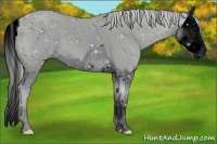 Horse Color:ERROR: UNKNOWN ANOMALY